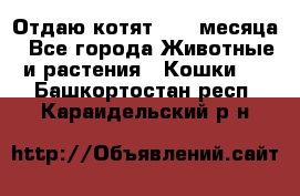 Отдаю котят. 1,5 месяца - Все города Животные и растения » Кошки   . Башкортостан респ.,Караидельский р-н